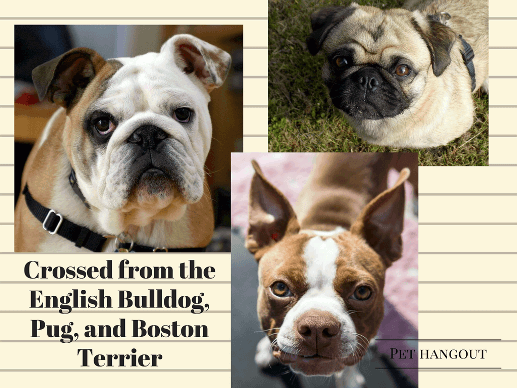 The French Bulldogs heritage - pug, english bulldog and the boston terrier